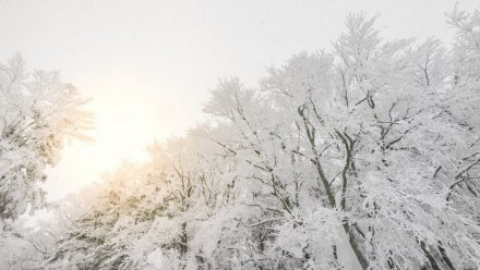 Воронежские синоптики объявили о жёлтом уровне опасности из-за сильного снега