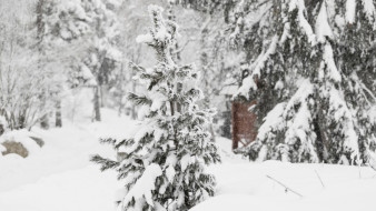 Какая будет погода в Воронеже в первый день 2026-го?