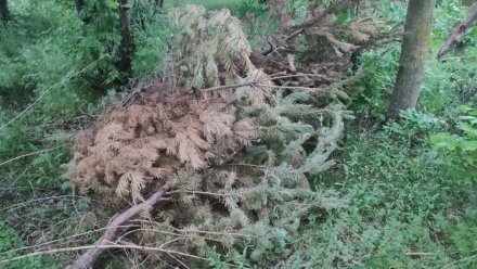 Воронежец получил 10 лет тюрьмы за убийство знакомого и попытку инсценировать его утопление