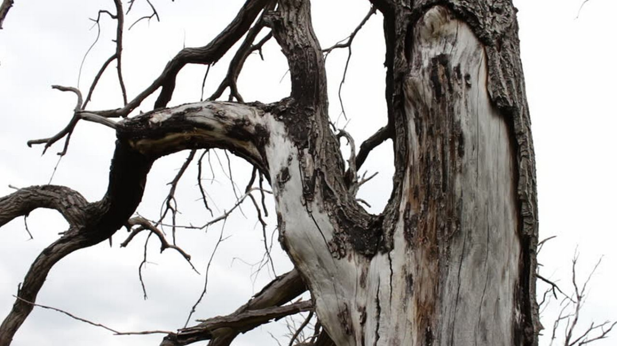 Как реанимировать засохшее дерево. Как реанимировать засохшее дерево. Поделки из ствола дерева. Декор засохшего дерева в саду. Сухое дерево.