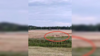 Стадо косуль заметили в воронежском Ямном