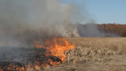 Третий класс пожарной опасности установили в 15 районах Воронежской области
