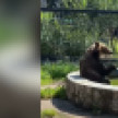 Медведей в воронежском зоопарке спасли от жары бассейном и замороженной рыбой