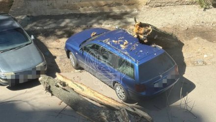 В Воронеже проверят место падения сухого дерева на 9 Января