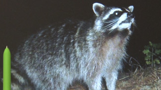 В Хопёрском заповеднике нашли первого в области енота-полоскуна