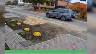 Автомобилист ответит в суде за сбитого котёнка в Лисках