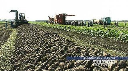 В Воронежской области готовятся к уборке и переработке сахарной свеклы