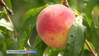 Воронежский агроном рассказал, как вырастить хороший урожай персиков