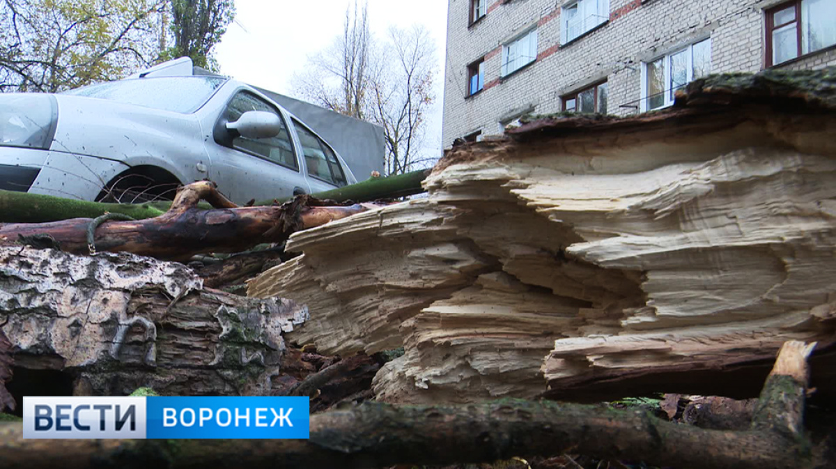 В Воронеже тополь упал на машину во дворе многоэтажки – Новости Воронежа и  Воронежской области – Вести-Воронеж