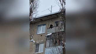 Воронежцы сообщили о лающей 3 дня на балконе огромной собаке: появилось видео