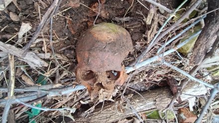 Жительница Воронежа по время прогулки нашла человеческий череп