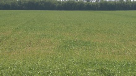 Посевы воронежского фермера арестовали из-за долга в 6,7 млн