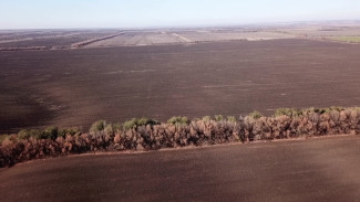 Катастрофический год. Воронежские аграрии испугались миллионных убытков из-за засухи 