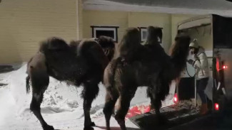 Две отощавшие верблюдицы из воронежского цирка нашли дом в Нижнем Новгороде