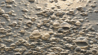 Мёртвую рыбу заметили в грязной воде Воронежского водохранилища