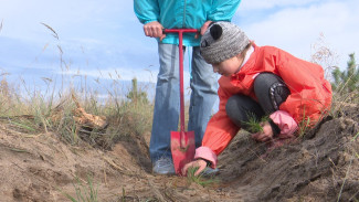 Воронежцы высадили несколько тысяч деревьев в рамках акции «Сохраним лес»