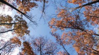 Ноябрь удивит воронежцев сильным потеплением