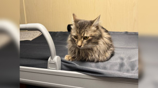 Пассажиры поезда Ростов – Москва попросили помощи у воронежцев в поисках сбежавшего кота