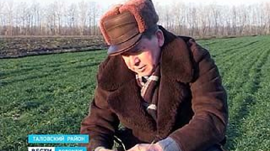 Озимые культуры в Воронежской области под угрозой вымерзания
