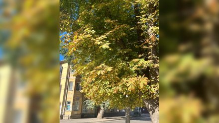 Сентябрьская жара в Воронежской области побила 10-летний рекорд