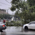 Рухнувшее дерево парализовало движение у площади Ленина в Воронеже