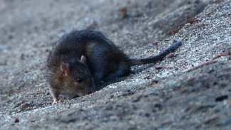 Воронежцы в очередной раз пожаловались на нашествие крыс в центре города