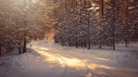 Синоптики спрогнозировали 20-градусные морозы в Воронежской области