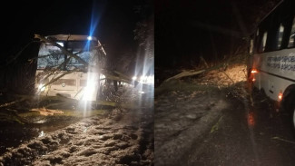 В Воронежской области пассажирский автобус врезался в упавшее из-за мощного ветра дерево