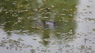Черепах из захваченного водорослями озера на Минской передали в воронежский зоопарк