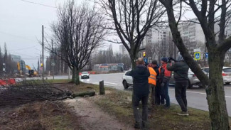 В Воронеже на месте вырубленных рябин высадят новые деревья