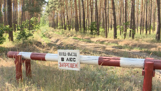 Глава управления лесного хозяйства обратился к воронежцам из-за высочайшего риска пожаров