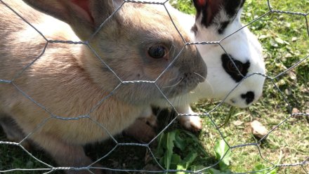 В Воронежской области запланировали создать кролиководческую ферму