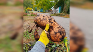 Гигантский батат вырастили в Воронежском ботсаду
