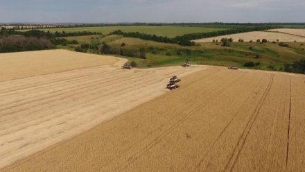 Воронежские аграрии собрали 5 млн тонн зерна