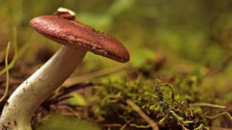 Воронежские медики назвали 10 способов избежать отравления грибами