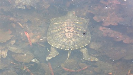 Генпрокуратура заинтересовалась массовой гибелью черепах в озере под Воронежем