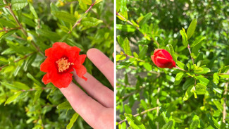 В воронежском Ботсаду впервые зацвели гранатовые деревья