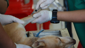 В Воронеже весной бесплатно вакцинируют домашних животных