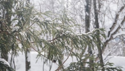 Воронежцев предупредили о жёлтом уровне погодной опасности из-за ветра с порывами до 16 м/с