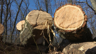 В Воронежской области около 200 гектаров леса расчистят от валежника