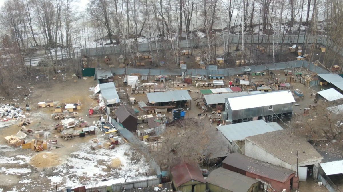 В Воронеже отложили переезд скандально известного приюта «Дора» – Новости  Воронежа и Воронежской области – Вести Воронеж