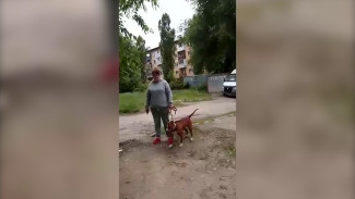 «У меня муж – мент». Как дама с агрессивной собакой держит в страхе соседей в Воронеже