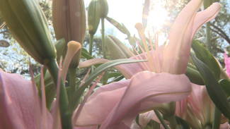 «Город-сад» оформят в орнаментах Воронежской губернии