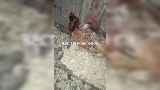 В Новой Усмани стая собак растерзала 24 курицы во дворе частного дома