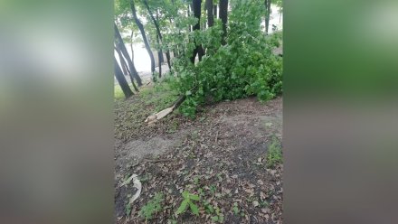 Тяжёлая ветвь упала на 5-летнюю девочку в Воронеже