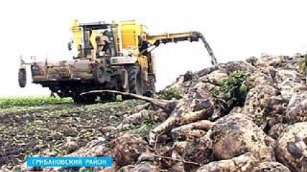 На воронежских полях до сих пор лежит сахарная свёкла