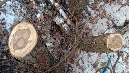 На территории воронежского памятника природы незаконно вырубили 26 деревьев