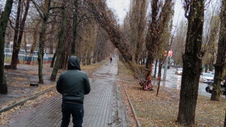 Опасное дерево у медицинского колледжа в Воронеже уберут после затяжных дождей