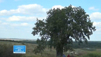 Воронежцам рассказали о дубе-долгожителе в Таловском районе