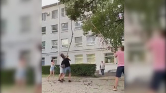 Воронежцы во дворе дома попытались сбить обезьяну с дерева: появилось видео